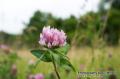 _IGP5913 pink flower